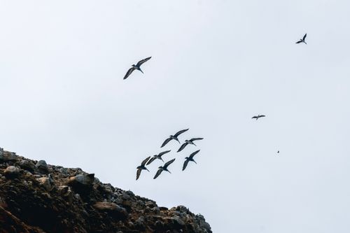 Free A flock of birds flying over a rocky shoreline in Paracas, Perú, with a dewy, calm sky. Stock Photo