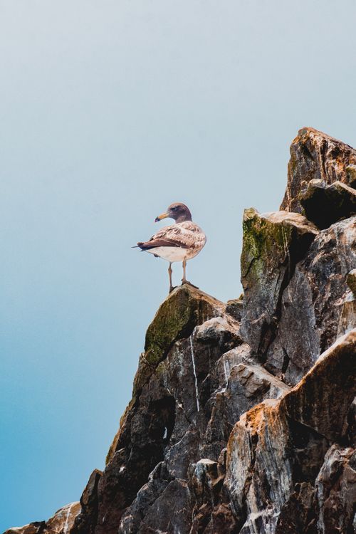Free A belcher's gull perched atop a rock formation against a clear blue sky in Paracas, Peru. Stock Photo