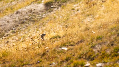 Free A marmot sits safely in a sunlit meadow amidst rocky mountains. Stock Photo
