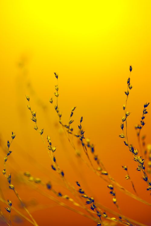 Free Close-up of slender grasses silhouetted against a warm yellow gradient, evoking a serene natural ambiance. Stock Photo