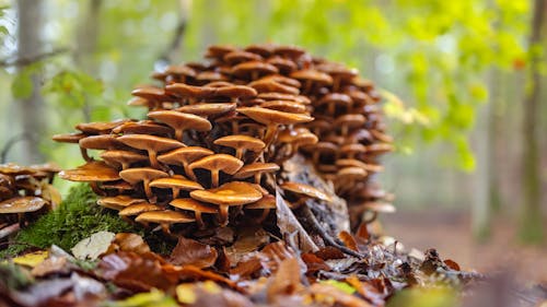 Cluster of Brown Mushrooms on Mossy Ground
