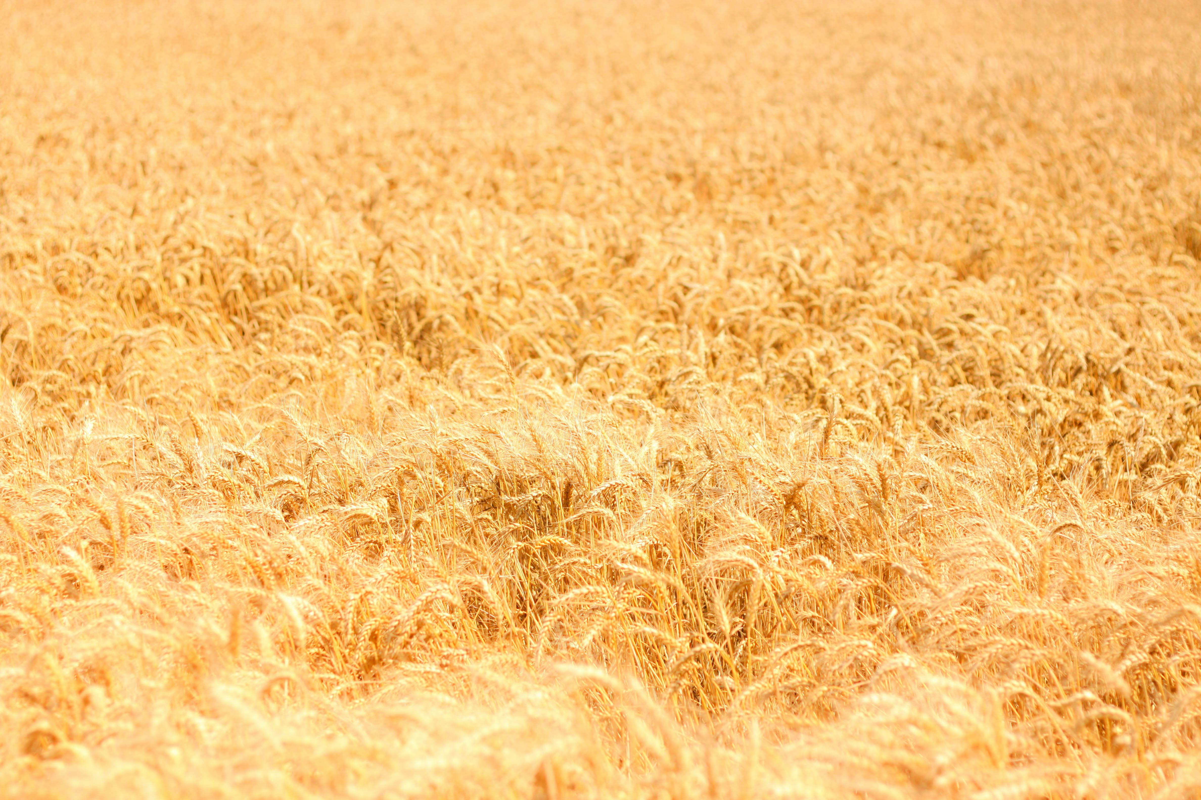 Free stock photo of ble, corn, corn field