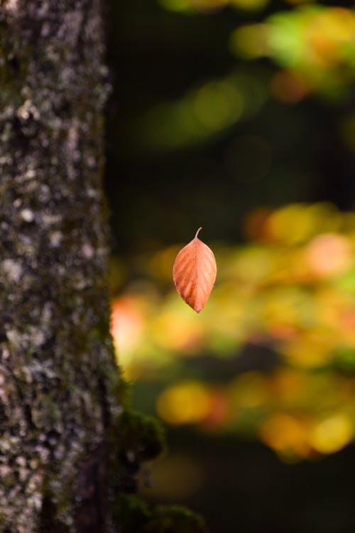 Free stock photo of autumn, autumn aesthetic, autumn background