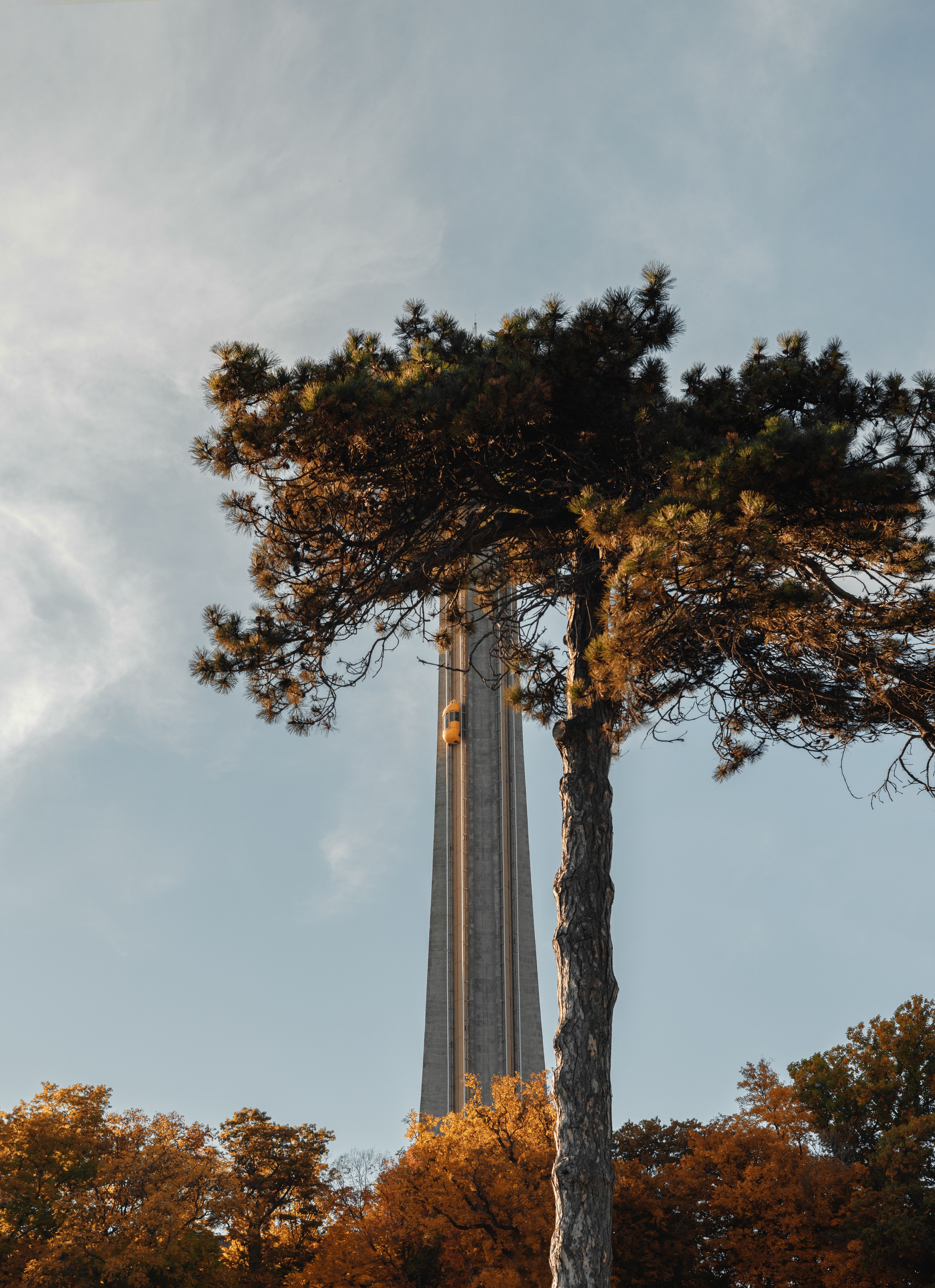 A Tall Tree Near Tower Under Blue Sky · Free Stock Photo