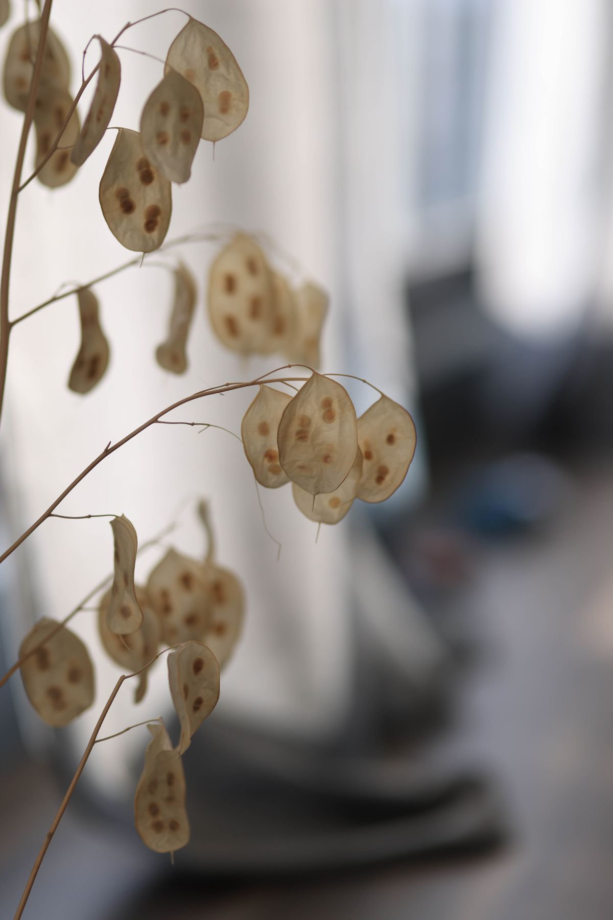 Translucent Lunaria seedpods, the silver-dollar plant