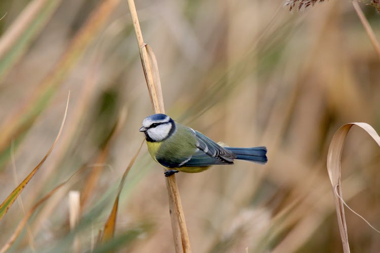 Eurasian Blue Tit Perched On A Twig