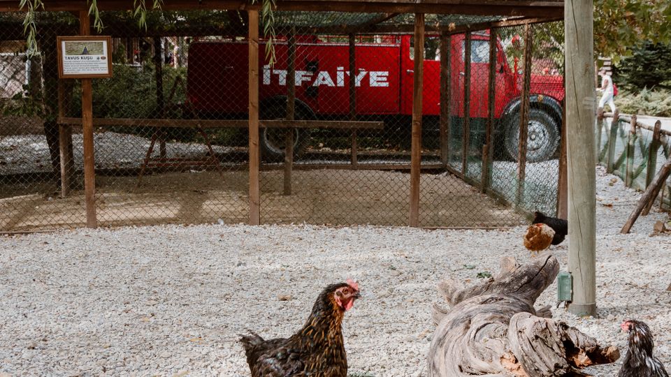 Free-range chickens on a rural farm