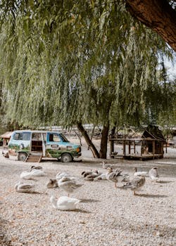 A peaceful rural setting featuring a flock of ducks resting under a willow tree beside a colorfully painted van.