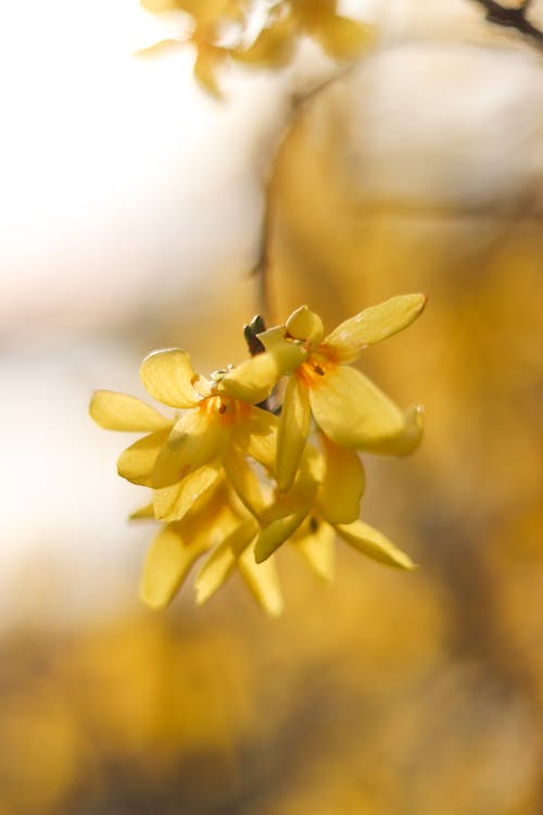 Gelbe Blume im Gegenlicht