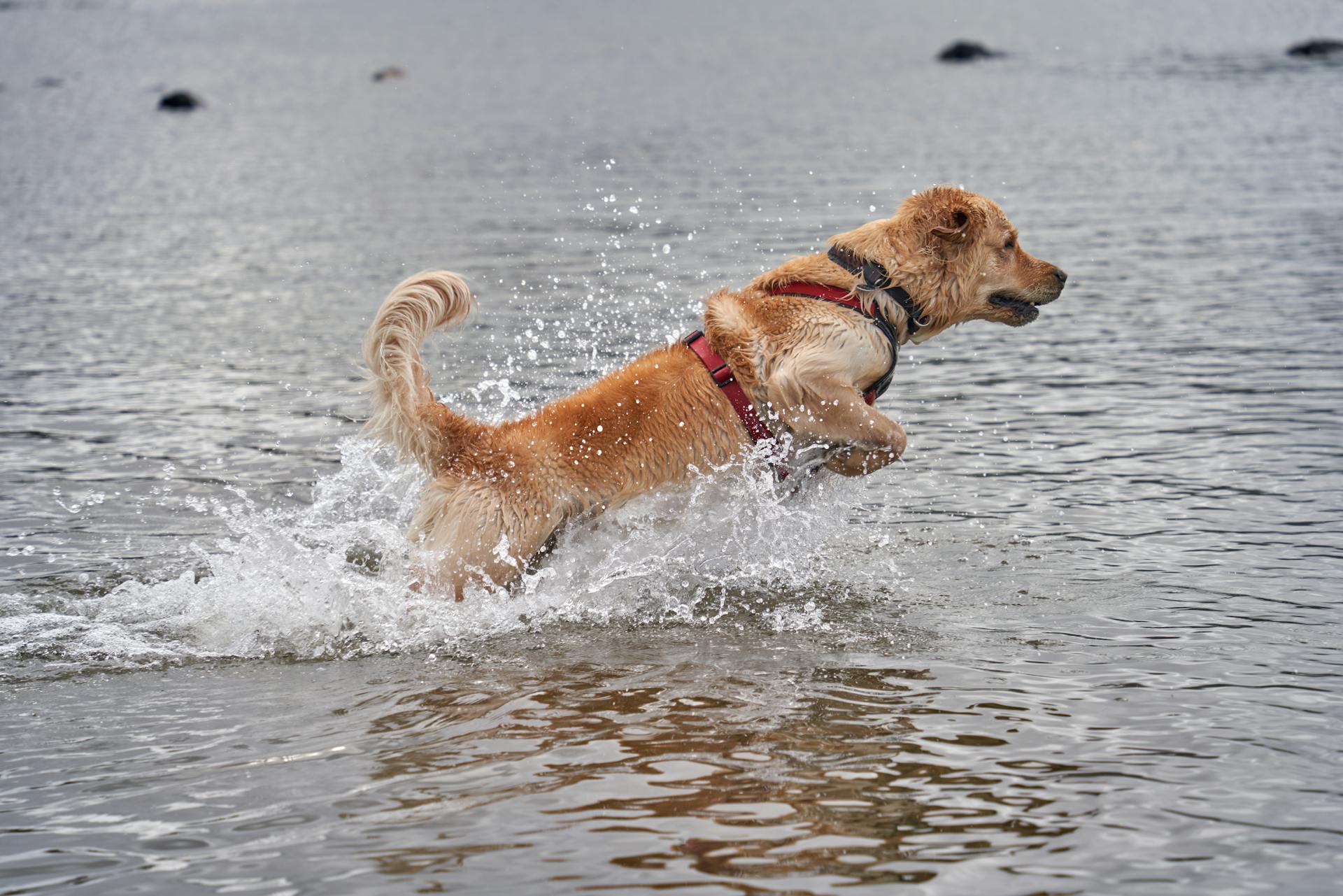 A Dog in the Water