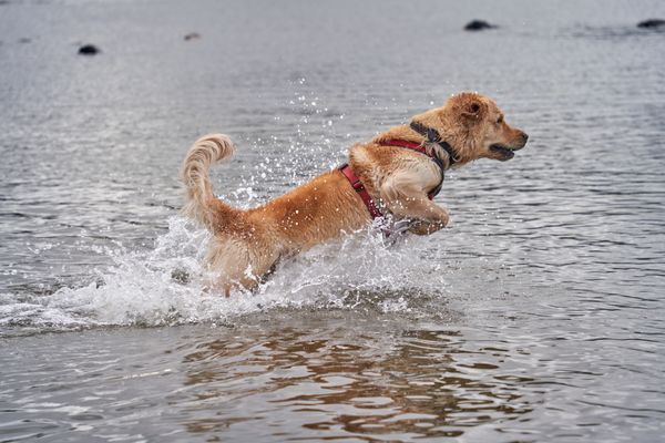 Golden Retriever Splash jigsaw puzzle