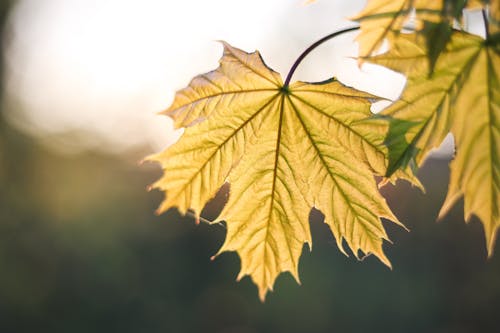 Blatt im Gegenlicht