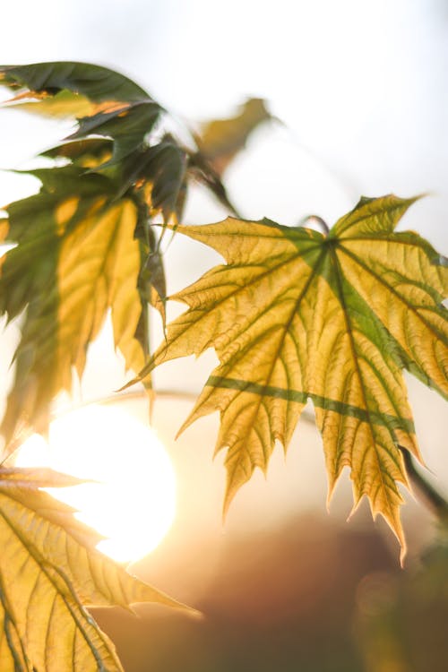 Blatt im Gegenlicht