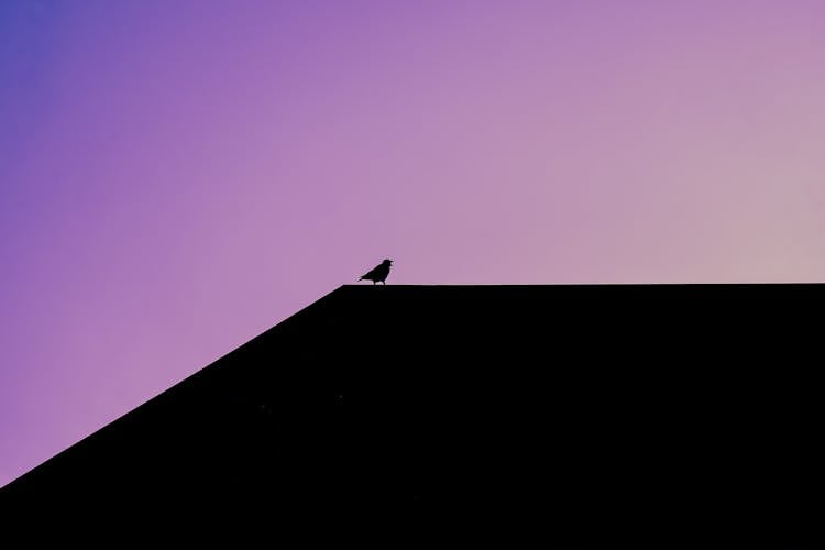 Silhouette Of A Bird On Silhouetted Roof