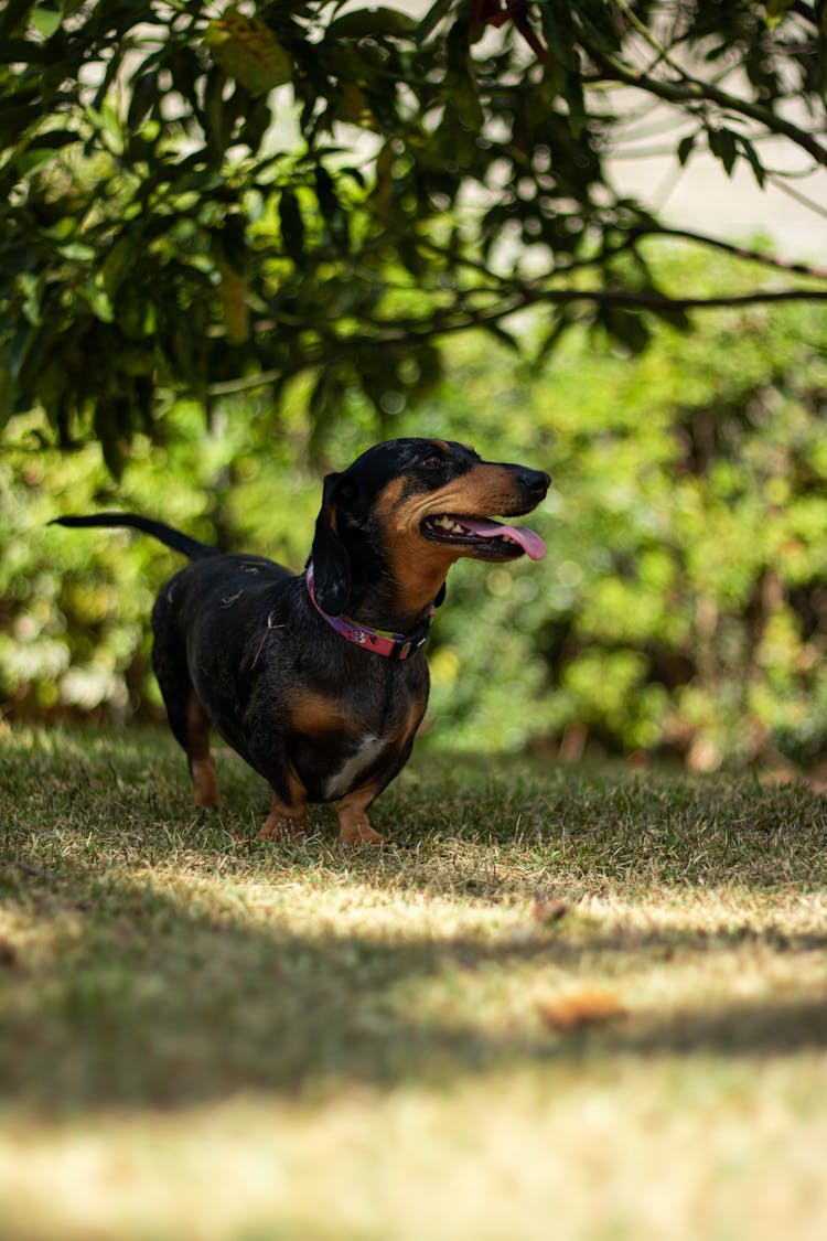 Cute Dachshund In Summer