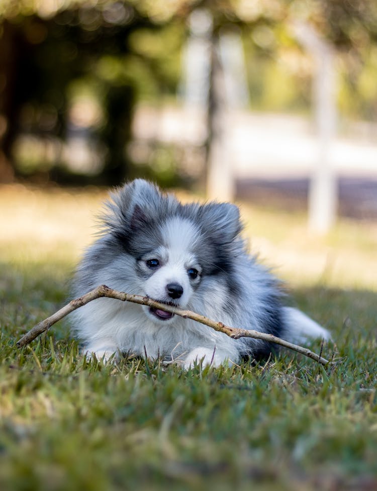 Cute Pomeranian Spitz Biting Stick