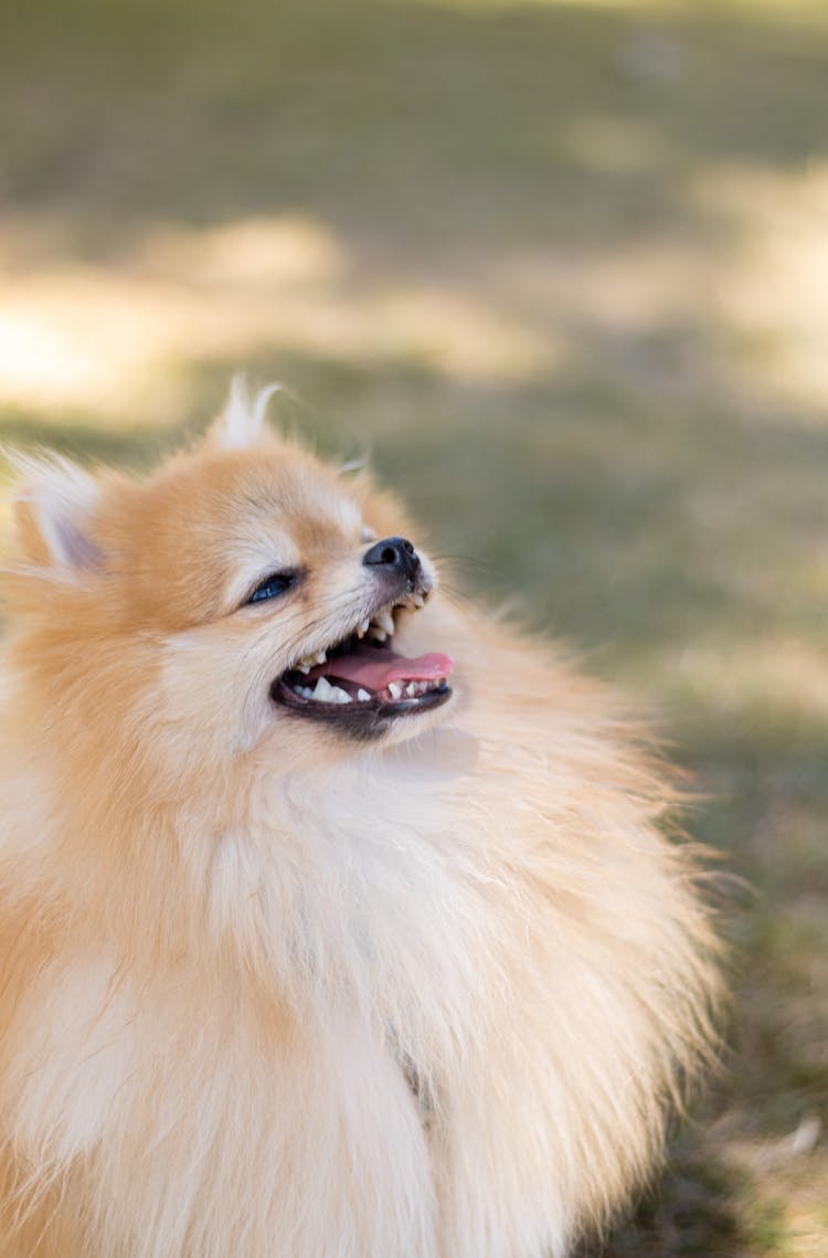 Fluffy Dog With Mouth Open