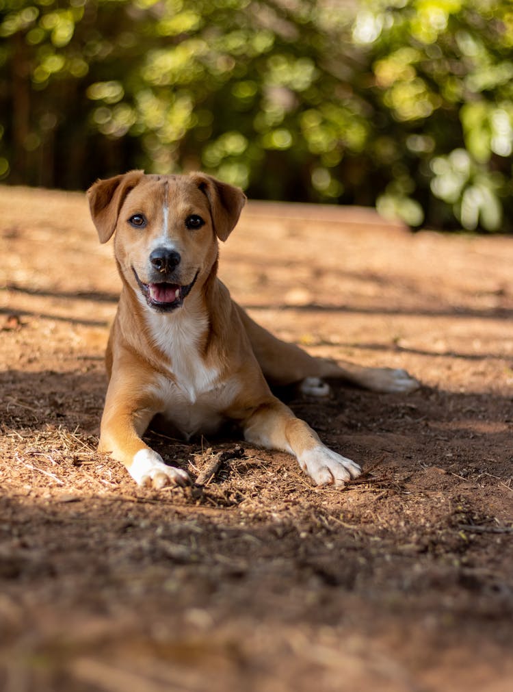 Happy Dog Resting In Summer