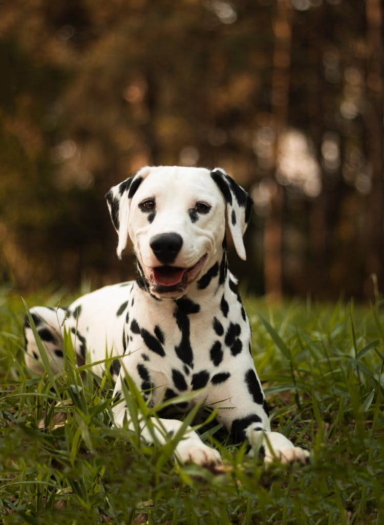 Portrait Of Dalmatian