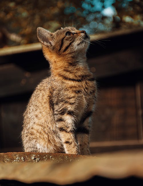 Foto stok gratis binatang, fotografi binatang, hewan peliharaan