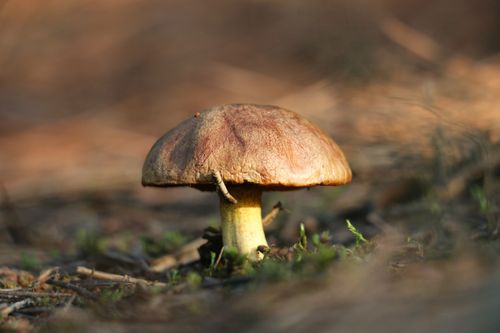 Free Detailed close-up of a wild boletus mushroom growing on a forest floor. Ideal for nature enthusiasts. Stock Photo