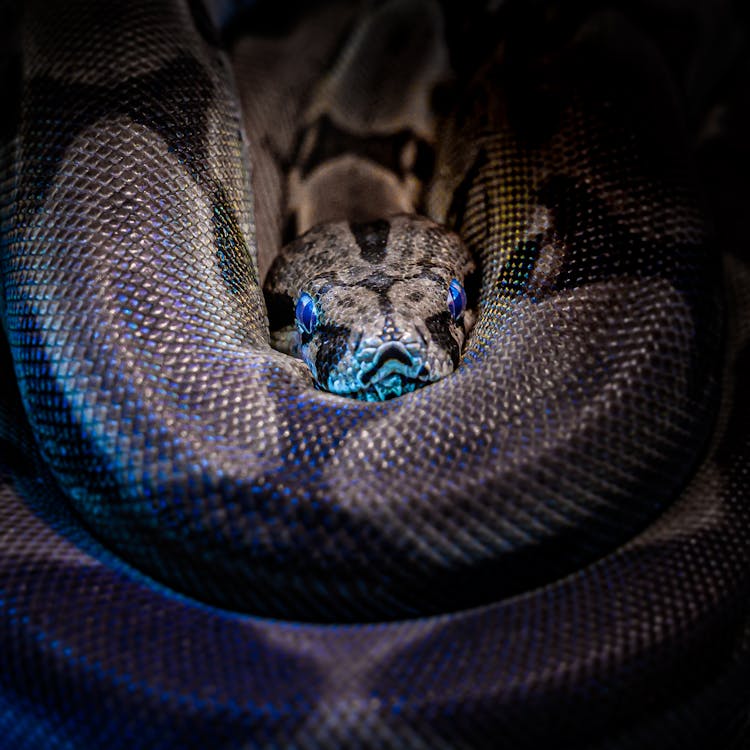 Close Up Photo of a Snake · Free Stock Photo