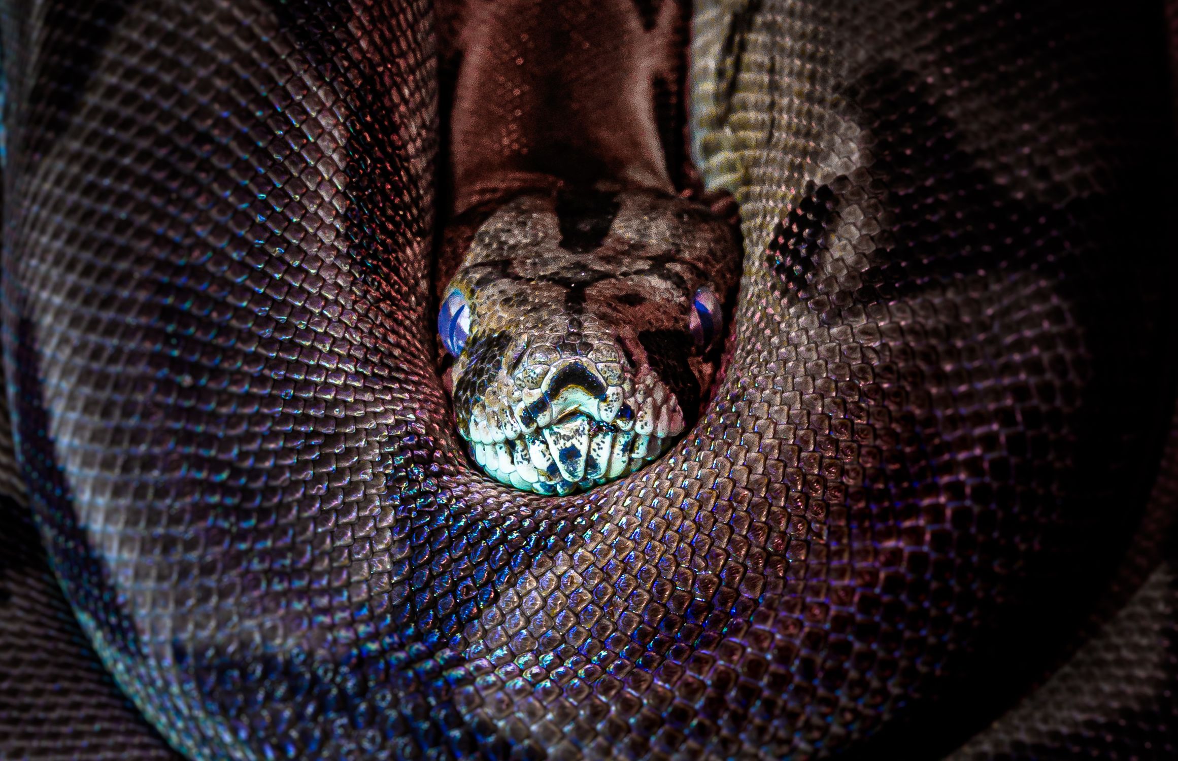 animal detail - close up macro photography of a python... Snake in Close Up Shot · Free Stock Photo