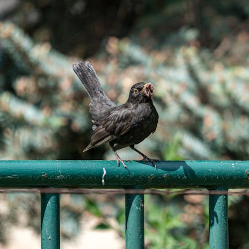 Common Blackbird Perched on Metal Railing 