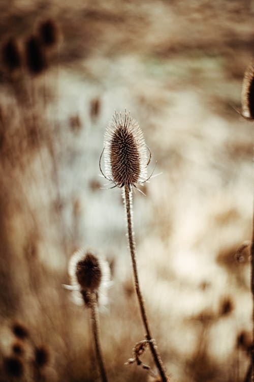 Close up of Thin Flowers