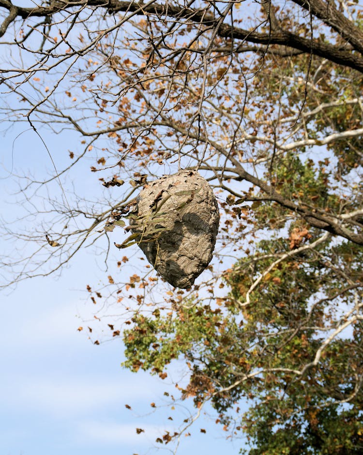 Paper Wasp Nest