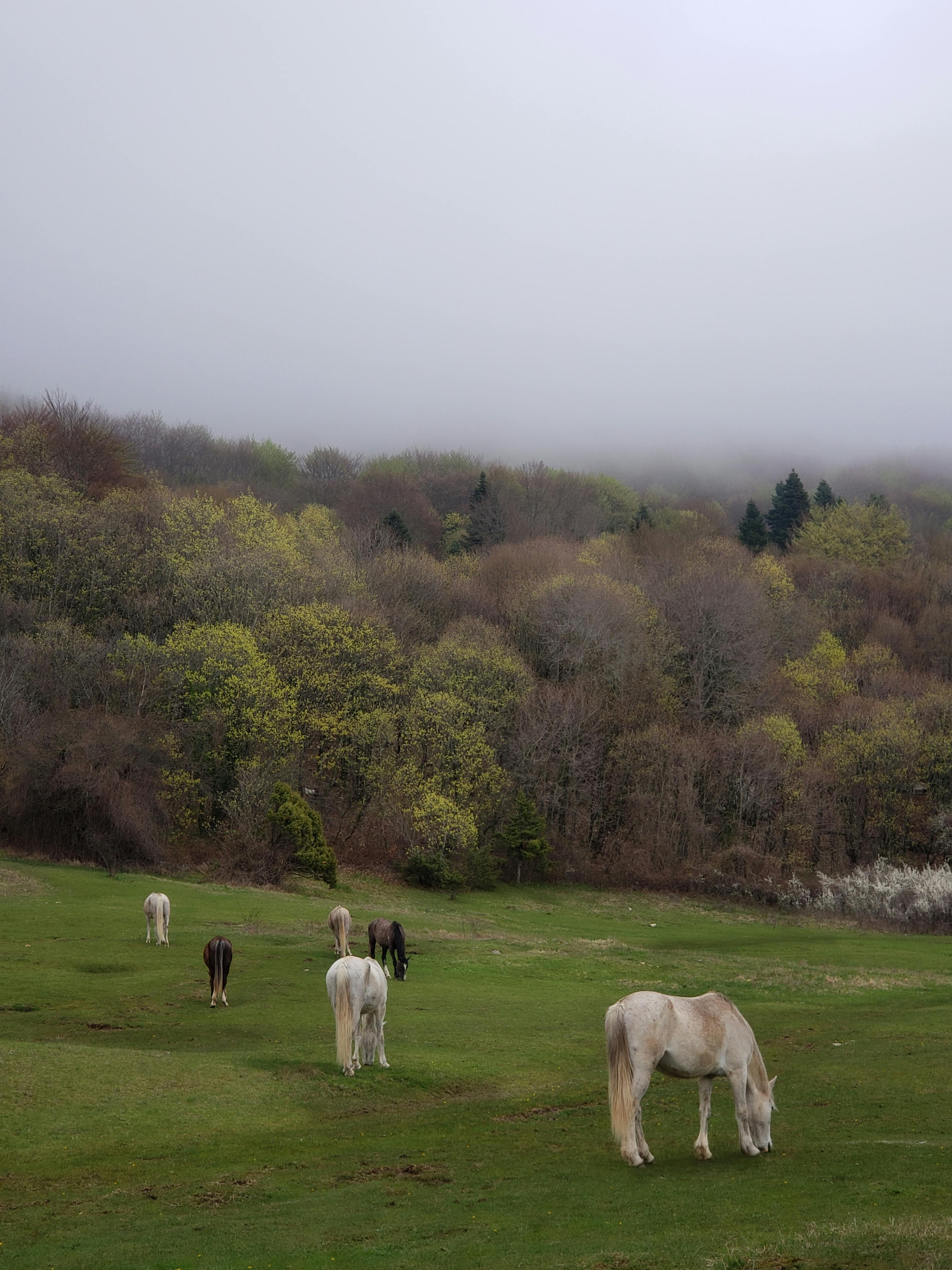 Serene scene of horses grazing in a foggy forest in Dajt, Albania, showcasing nature's tranquility.