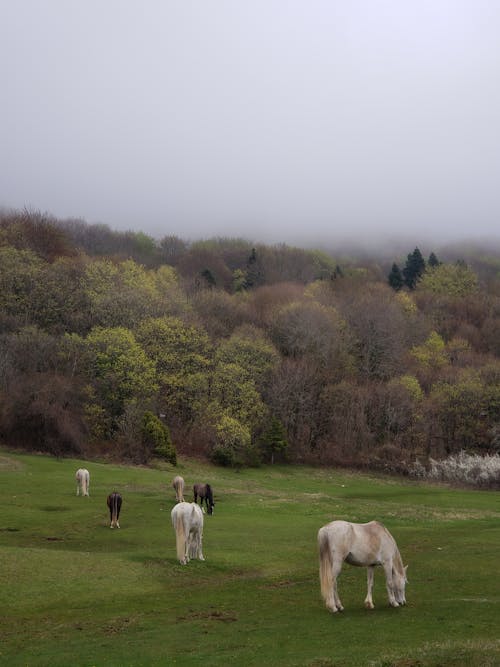 Horses on Green Grass Field