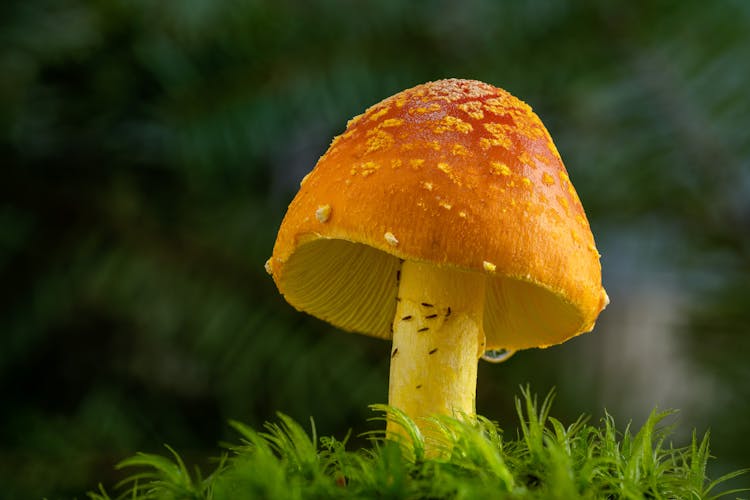 Inedible Mushroom In Close Up