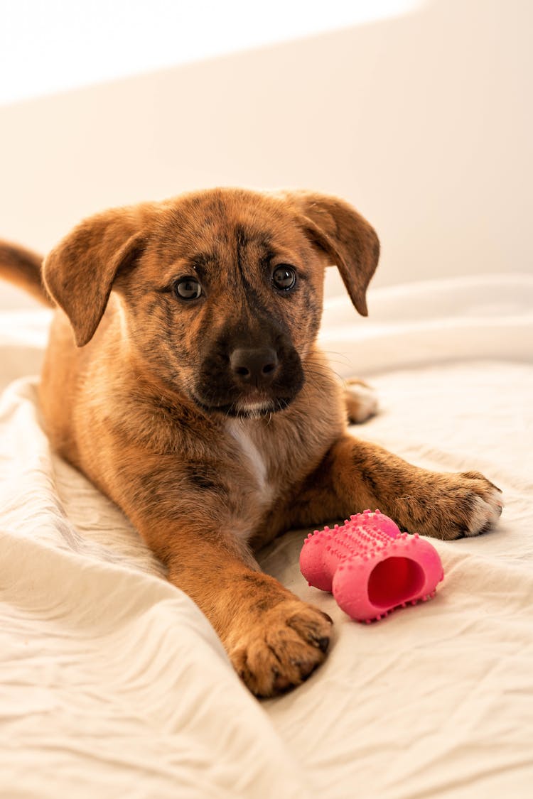 A Cute Dog Lying On The Bed