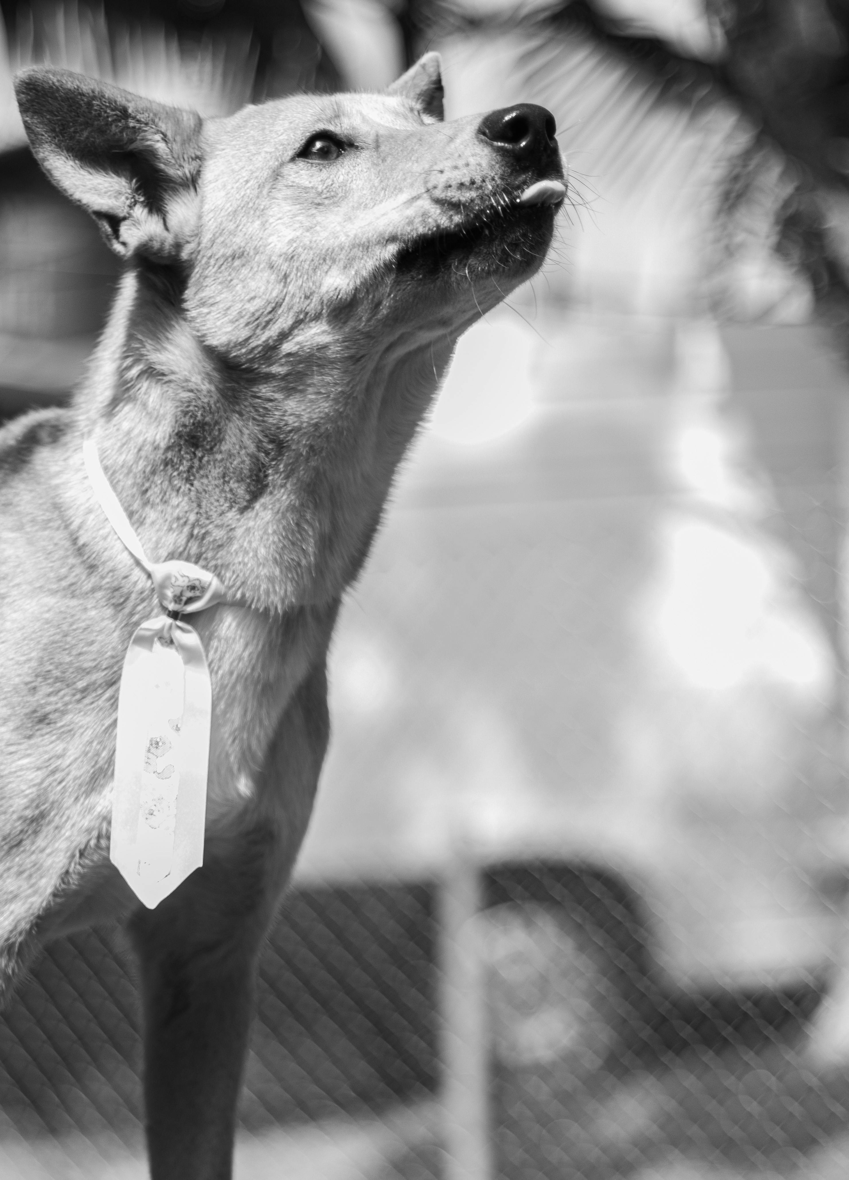 White Dog in Close Up Photography · Free Stock Photo