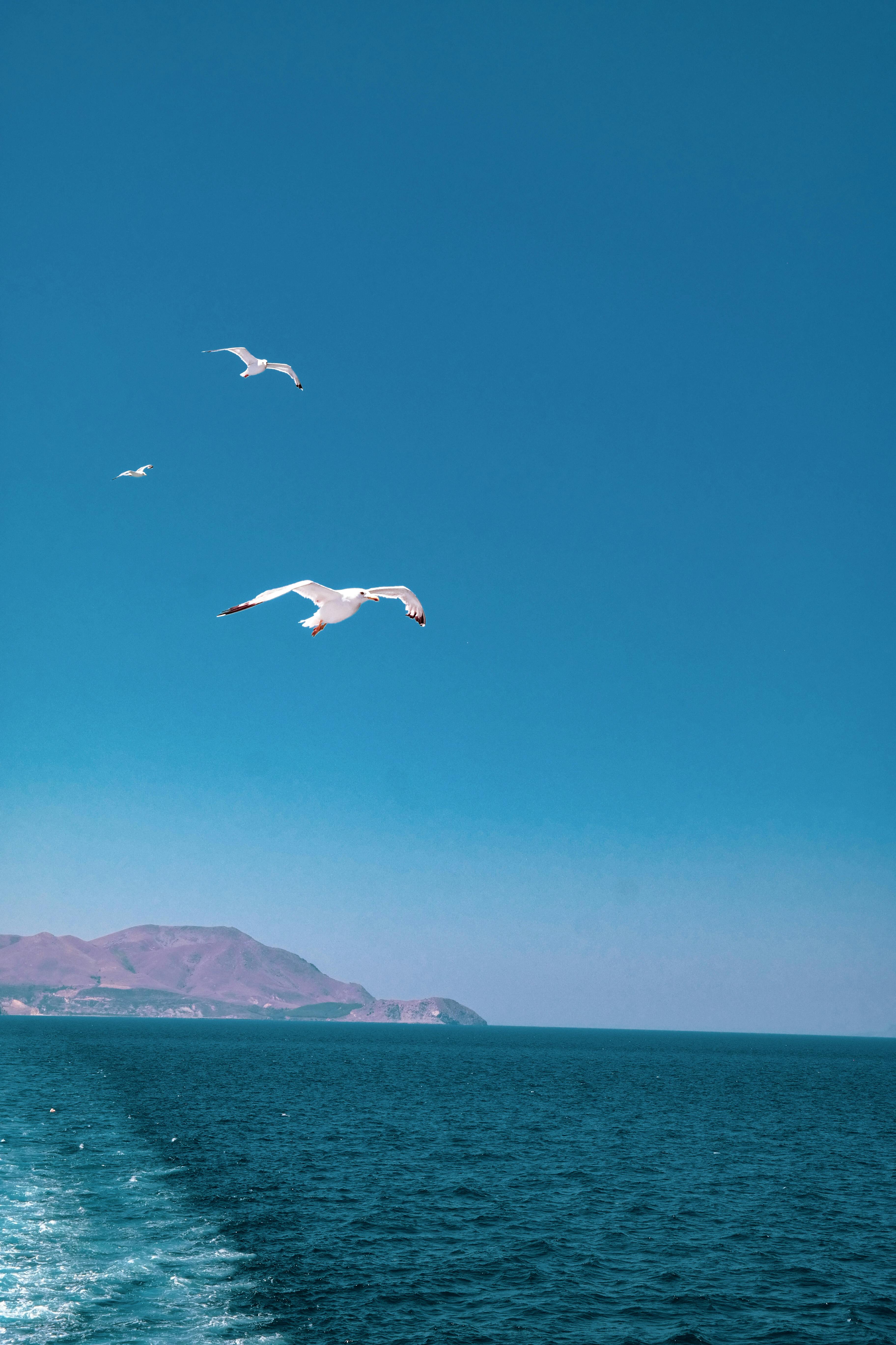 Seagulls flying over the Aegean Sea with a clear blue sky backdrop in Turkey.
