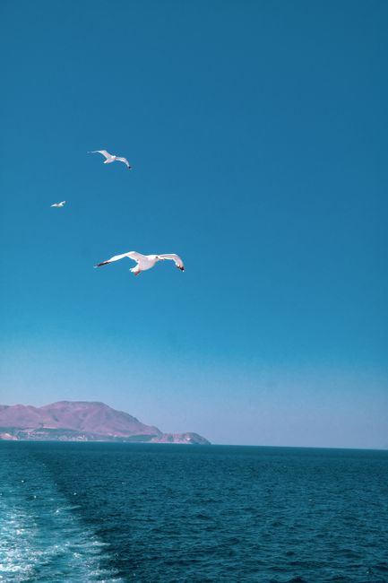 Seagulls flying over the Aegean Sea with a clear blue sky backdrop in Turkey.
