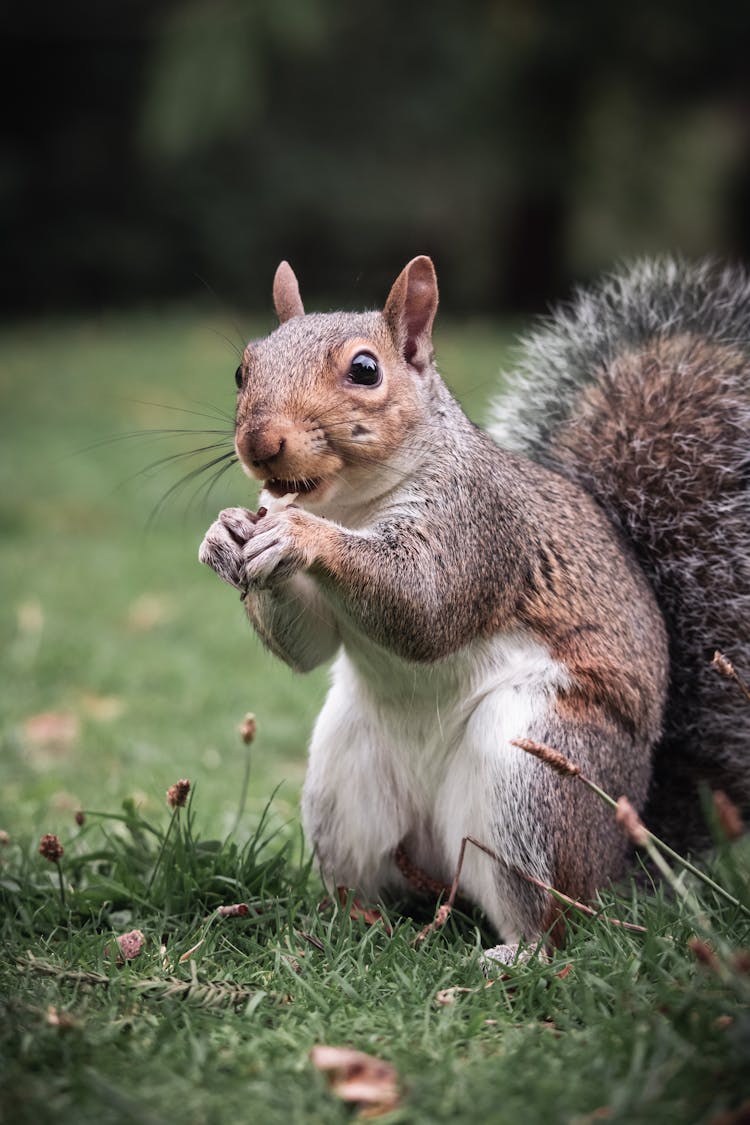 Brown Squirrel On Green Grass