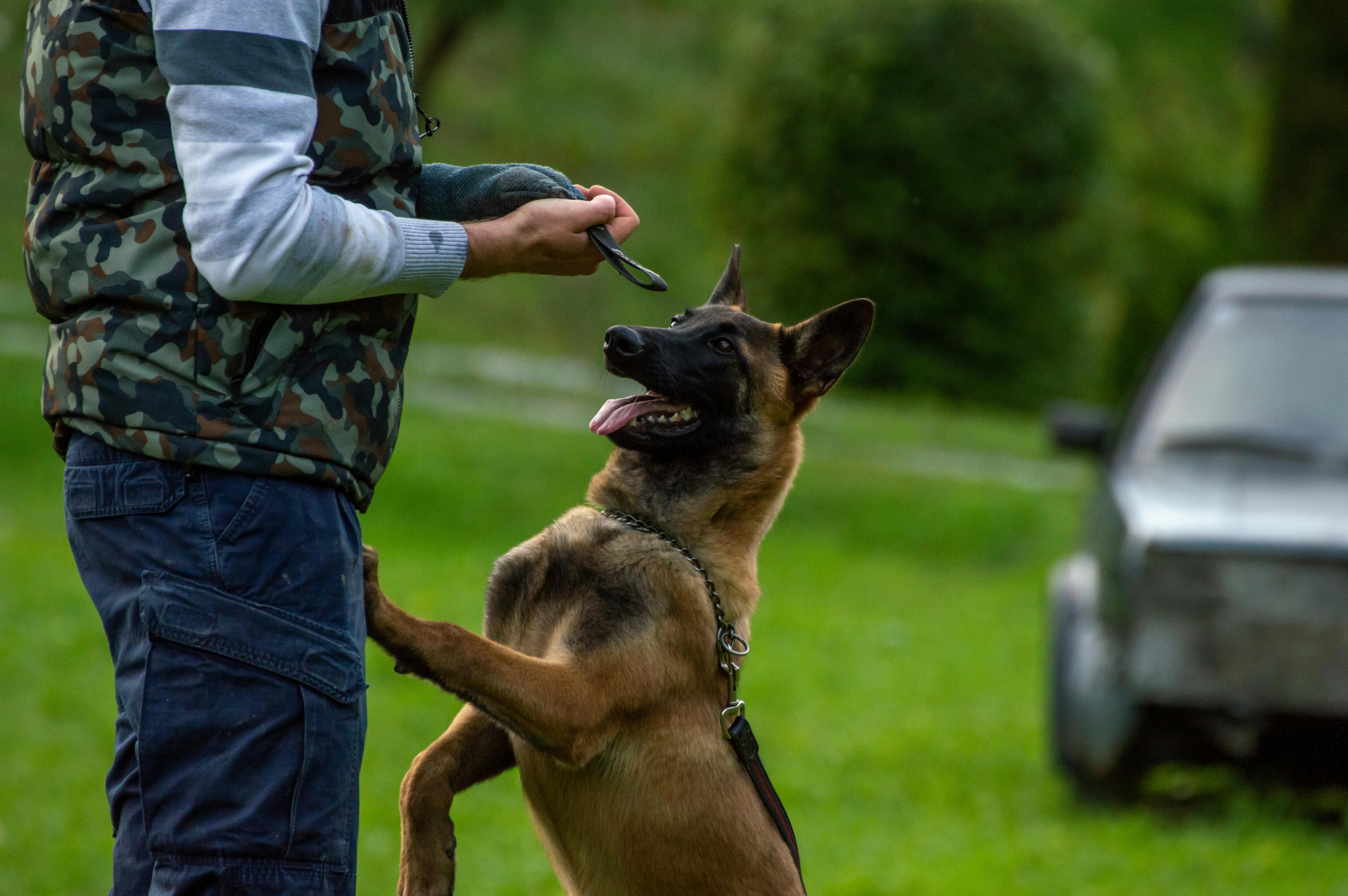 Trainer wearing a vest for dog training while working with a dog