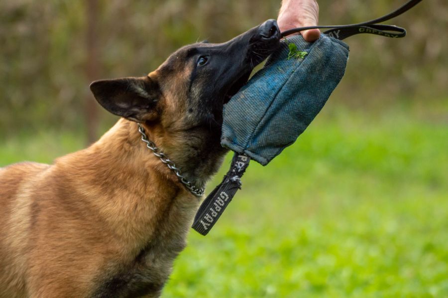Dog training session