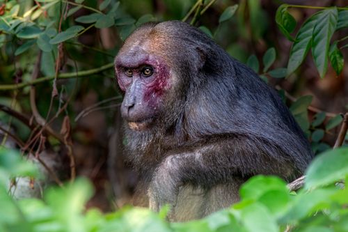 Free Close-up of a lion-tailed macaque (Macaca silenus) among lush foliage in its natural habitat. Stock Photo