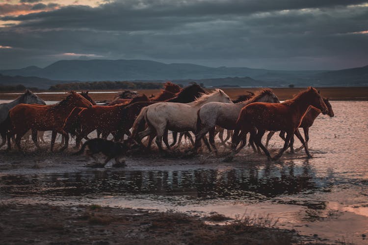 Herd Of Horses Running On Water 