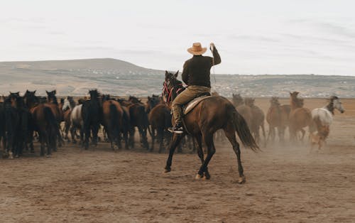 A Man Riding Brown Horse Herding a Group of Horses