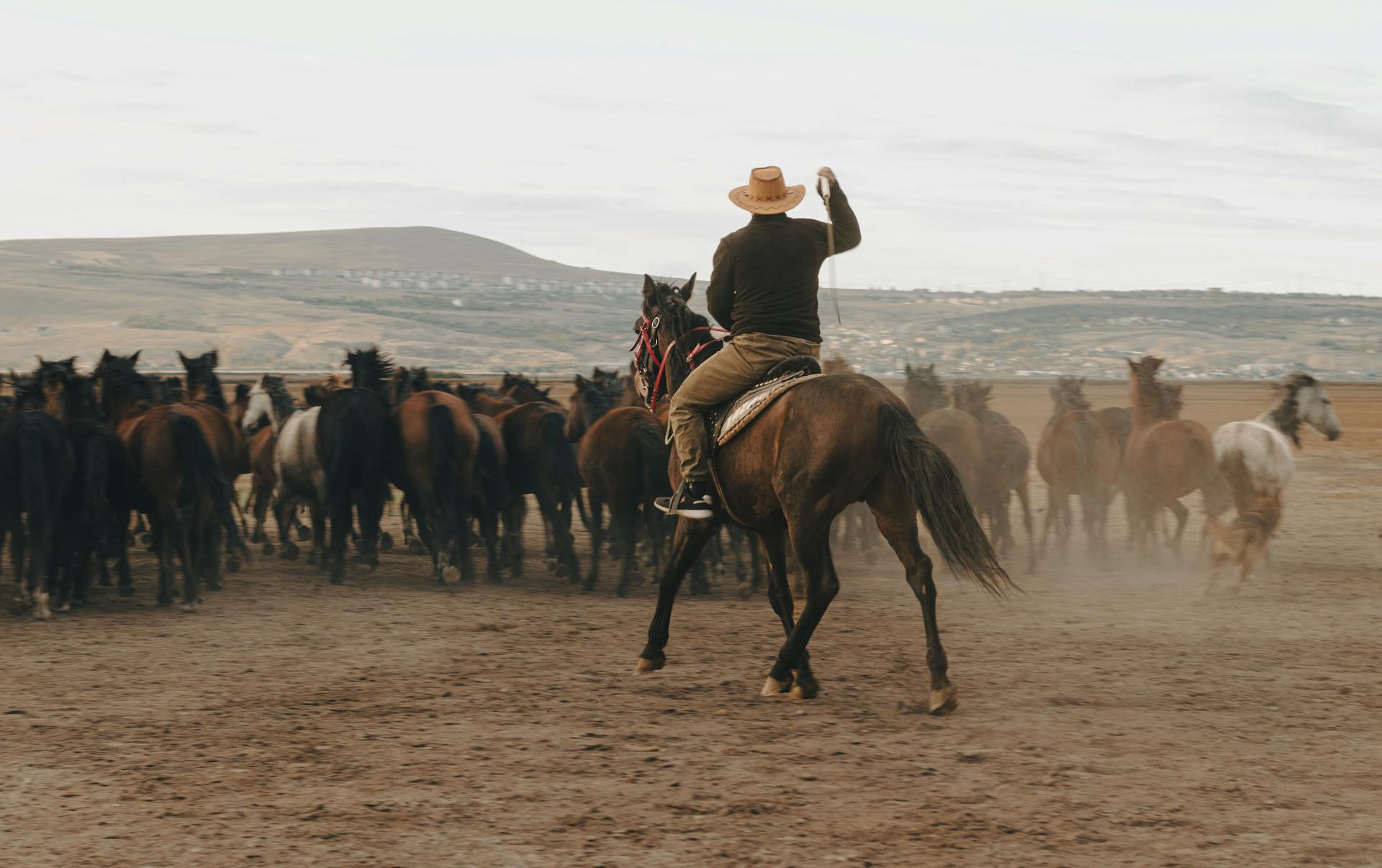 A Man Riding Brown Horse Herding a Group of Horses