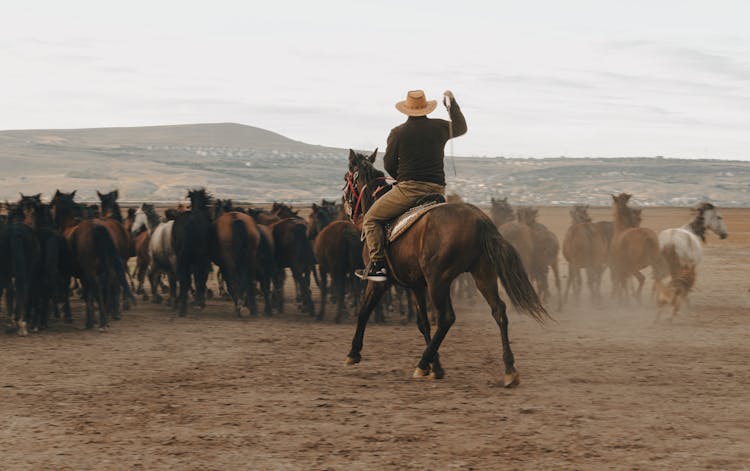 A Man Riding Brown Horse Herding A Group Of Horses