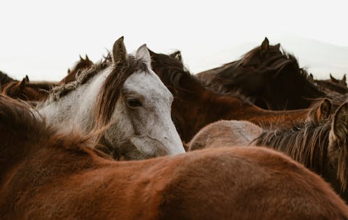 無料 マスタング, 種牡馬, 群れの無料の写真素材 写真素材