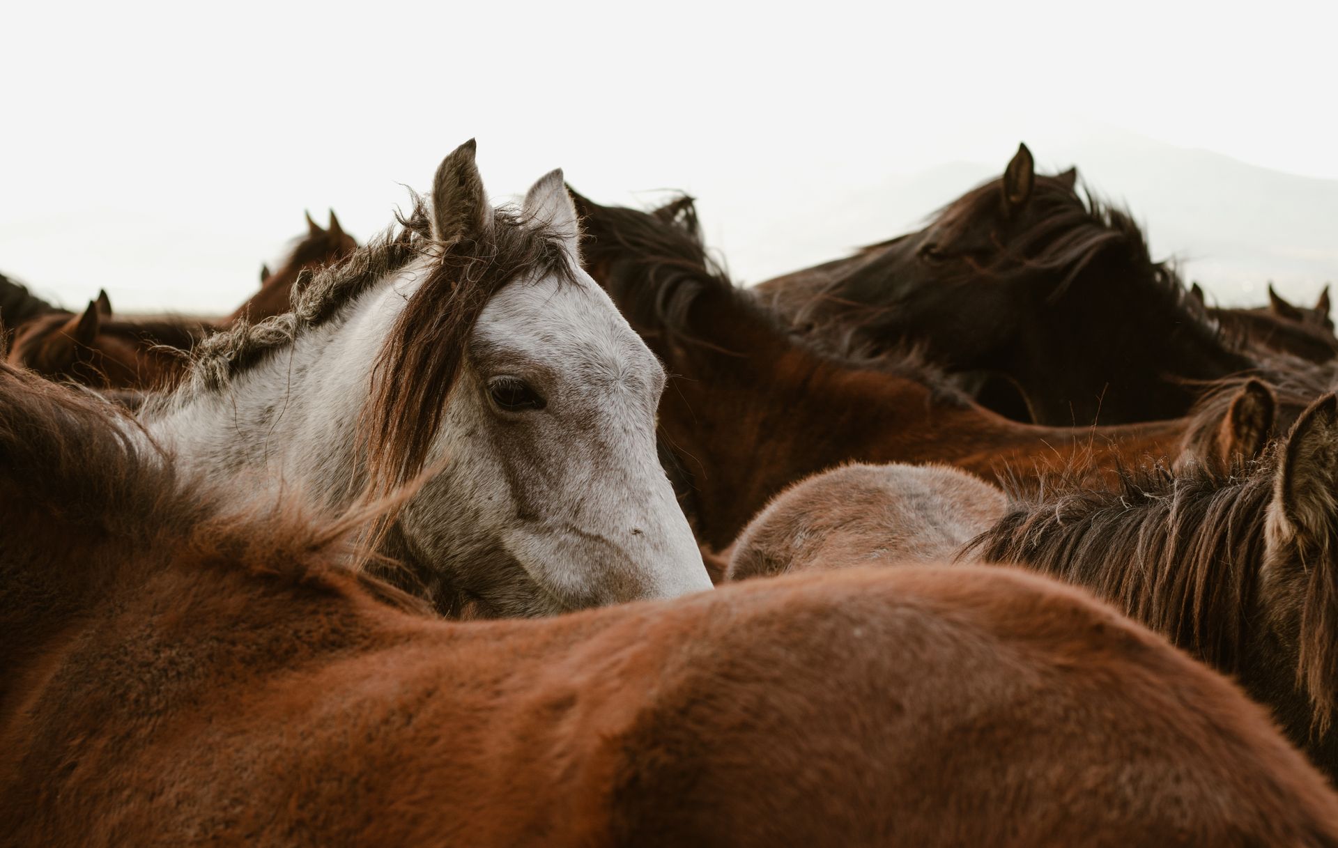 Herd of Horses