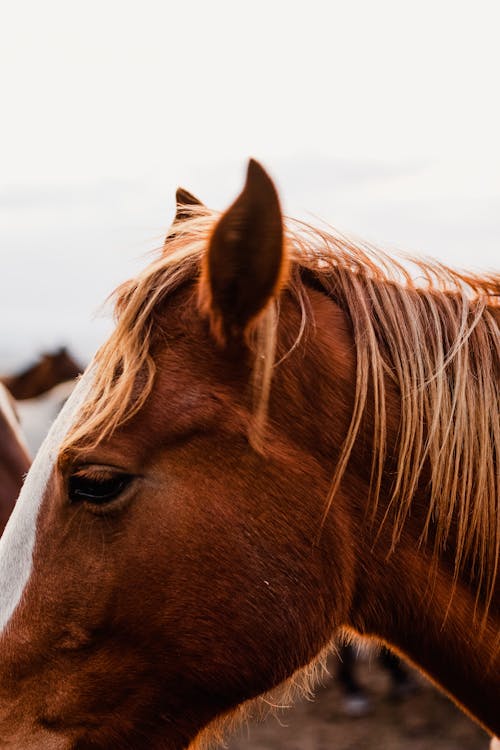 Foto profissional grátis de animal, cavalo, criação de gado