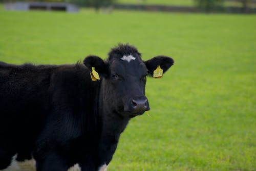 A Cow With Ear Tags