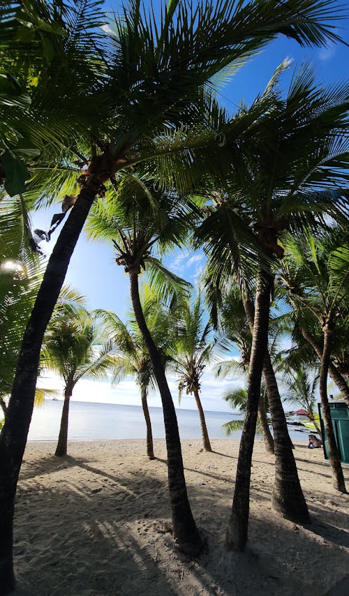 Palm Trees at the Beach 